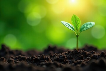 Fototapeta premium Lush coffee plant seedlings emerge, showcasing vibrant green growth against nature's backdrop , green, farm