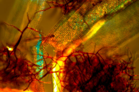 Micrograph of branch leaves of Aulacomnium, with rhizoids at 100x.