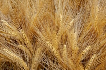 Lush Yellow Barley Fields Ready for Summer Harvest Under a Clear Sky