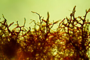 Micrograph of moss rhizoids, Aulacomnium palustre, with polarization at 100x.