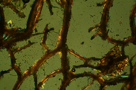 Abstract micrograph of the dark remnants of a hybiscus flower.