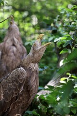 上向きで鳴くオジロワシ