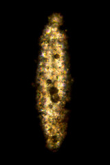Test of a foram from a Caribbean beach, with polarization.