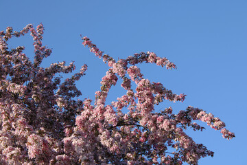 Tree with pink flowers against blue sky