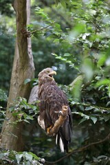 木の上で鳴くオジロワシ