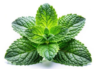 Isolated mint, surreal, whimsical, and magically green, a fantasy botanical dream.