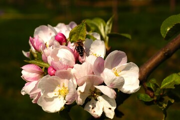 Obraz premium Apple blossoms herald spring in a Frankfurt orchard. A honey bee is visiting.