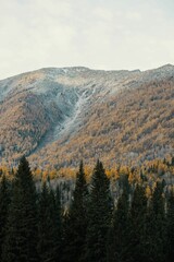 Autumn mountain landscape with golden foliage.
