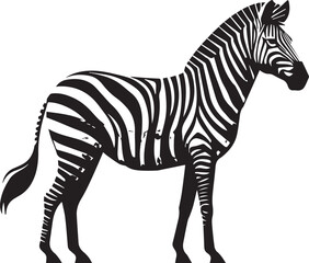 Zebra vector illustration in black and white