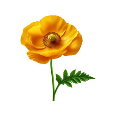 Yellow poppy flower on transparent background