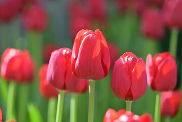 Close-up of red tulips in a field. The red tulips are in full bloom in natural light with green leaves forming a rich background.