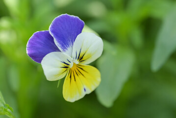 Close-up of Pansy flowers in the garden, showcasing a mix of tricolor, violet white, and yellow petals. The Pansy Viola tricolors are in full bloom in nature.