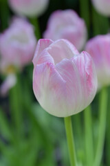 Close-up of pink tulips, showcasing a mix of pink and white petals. The pink tulips bloom in natural, soft sunlight, with green leaves forming a rich background.