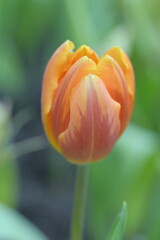 Naklejka premium Close-up of an orange tulip. An orange tulip is blooming in natural soft sunlight with green leaves forming a rich background.