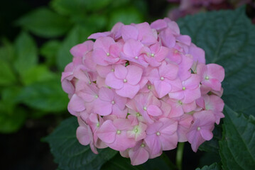 Close-up of Hydrangea flowers with pink petals in full bloom in natural, soft sunlight with green leaves forming a rich background.