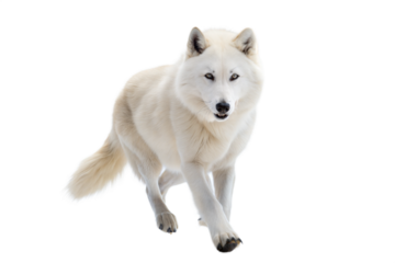 Arctic Wolf Running