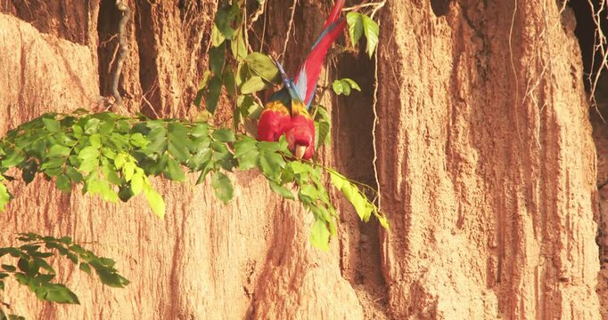 Clay lick being visited by Scarlet macaw and mealy parrots causing a pandemonium as they feed on the clay during morning hours in chuncho