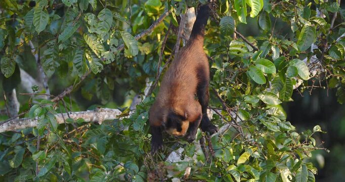 Capuchin monkey feeding on fruit early morning, choosing the right ripe fruit to be consumed