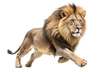 Obraz premium Majestic Male Lion Running