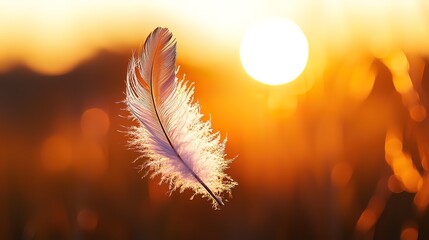 Naklejka premium Single white feather floats gently in warm sunset light, blurred background.