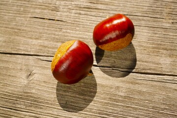 栗拾いの栗　山栗