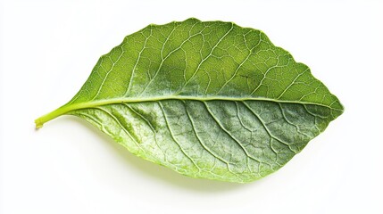 green leaf isolated on white