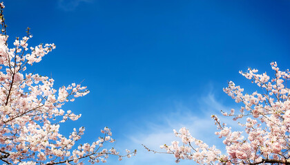 青空と桜