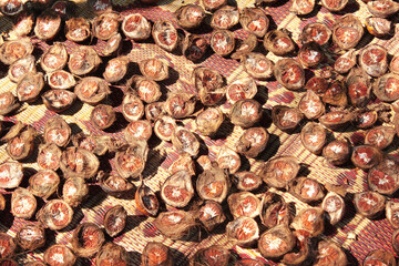 Sliced ​​betel nut fruits laid out to dry, Myanmar (Burma), Southeast Asia. Fresh areca nut on traditional asian street market