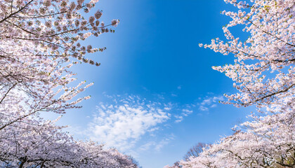 青空と桜