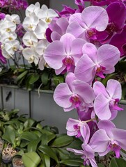 Fototapeta premium Colorful mix of Phalaenopsis orchid flowers bloom
