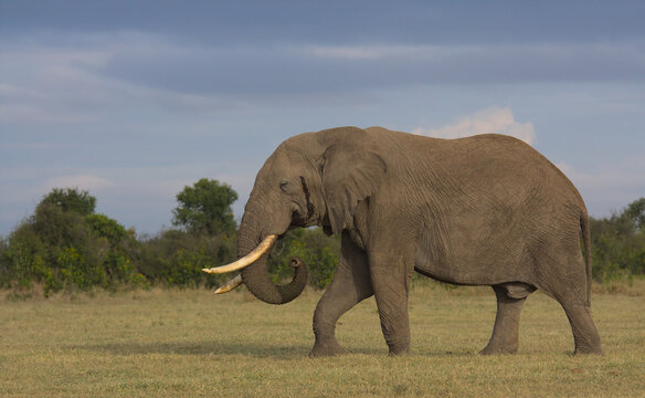 side view of african bull elephant in musth and with secretion from its head walking in the wild plains of ol pejeta conservancy, kenya