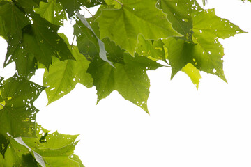 Spring Concept. Green Maple Leaves