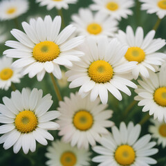 daisies on white
