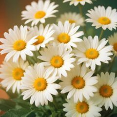 Fototapeta premium daisies on white background