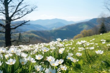 Fototapeta premium Landscape flower grassland mountain.