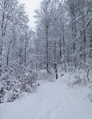 Snowy forest in Wiezyca Region. Kashubia Northern Poland.