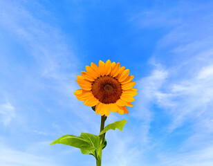 Obraz premium Natural sunflowers on a bright sky background.
