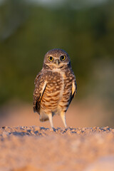 Burrowing Owl stare