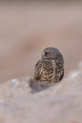 Burrowing Owl morning light