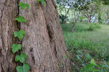 Close-Up of Tamarind Tree Bark Texture with Climbing Ivy in Lush Green Forest