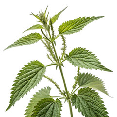 Nettle On white background