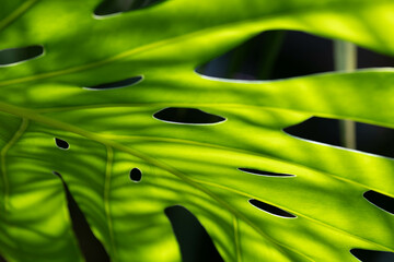 Spring Concept, Green Monstera philodendron plant © foreverhappy