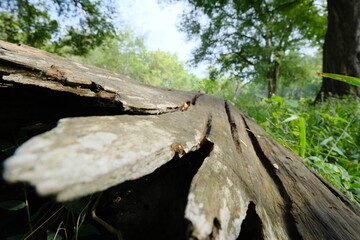 Obraz premium Close-Up of Weathered Teak Tree Texture in Natural Forest Setting