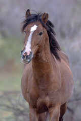 Obraz premium Single Horse