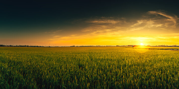 View of rice fields with green rice growing in the sunset..