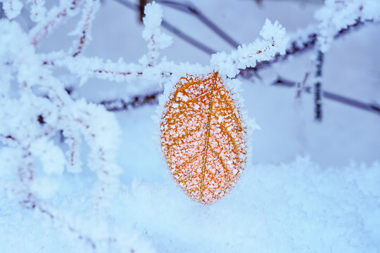 Frozen plant leaf. Hoarfrost and snow crystals on a twig with a brown leaf in winter