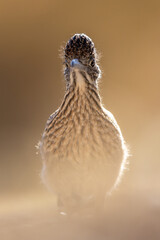 Road Runner