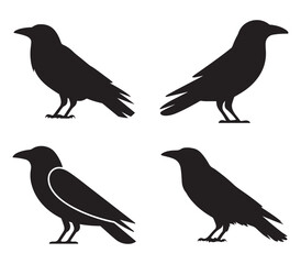 Crow silhouette vector on white background 