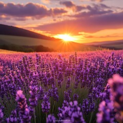 Lavender Sunset: A Serene Field of Purple at Golden Hour
