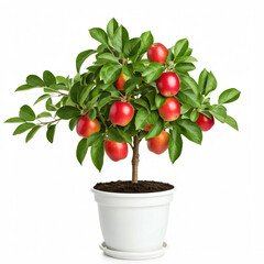 red apple tree in white pot on white background isolated  in studio with green leaves